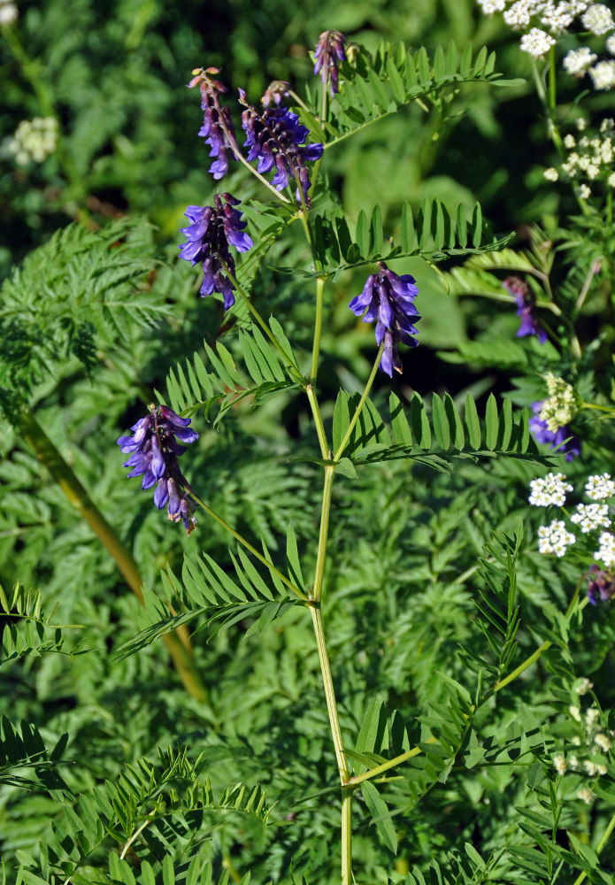 Изображение особи Vicia cracca.