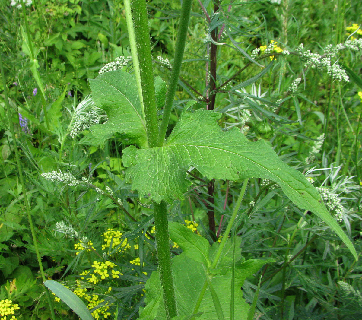 Image of Knautia tatarica specimen.