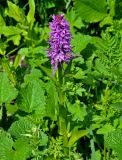 Dactylorhiza euxina. Верхушка цветущего растения. Адыгея, Фишт-Оштеновский массив, верховья р. Белая, ≈ 1600 м н.у.м., влажный луг на берегу реки. 05.07.2017.