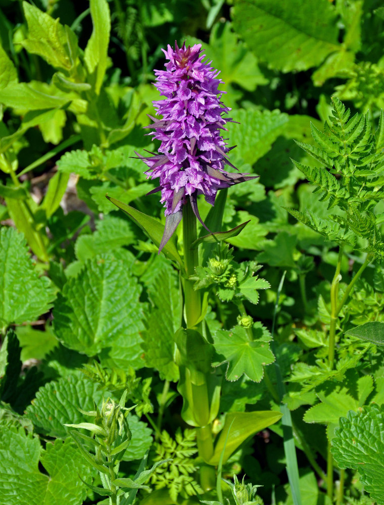 Изображение особи Dactylorhiza euxina.