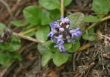 Ajuga reptans. Верхушка соцветия. Чехия, Оломоуцкий край, природный заповедник Jeseníky, субальпийский луг. 15.06.2017.