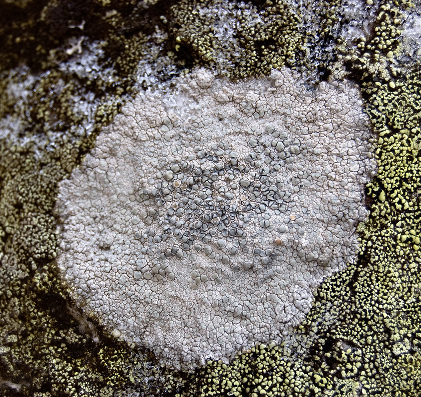 Изображение особи Lecanora rupicola.