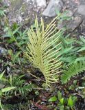 genus Blechnum