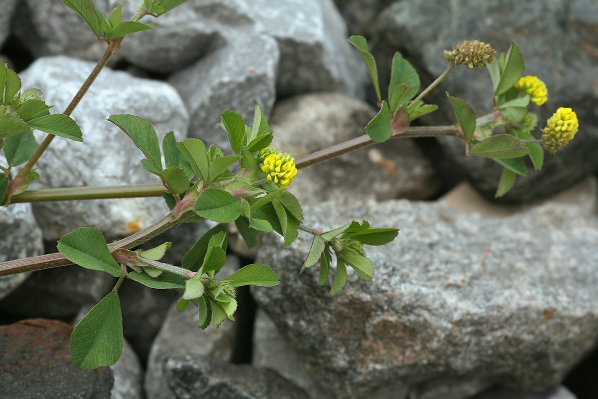 Image of Medicago lupulina specimen.