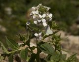 Hesperis voronovii. Верхушка цветущего растения с кормящейся бабочкой-белянкой. Кабардино-Балкария, Эльбрусский р-н, средняя часть долины р. Сылтрансу, склон с открытым грунтом, который образовался при строительстве дороги. 03.06.2012.