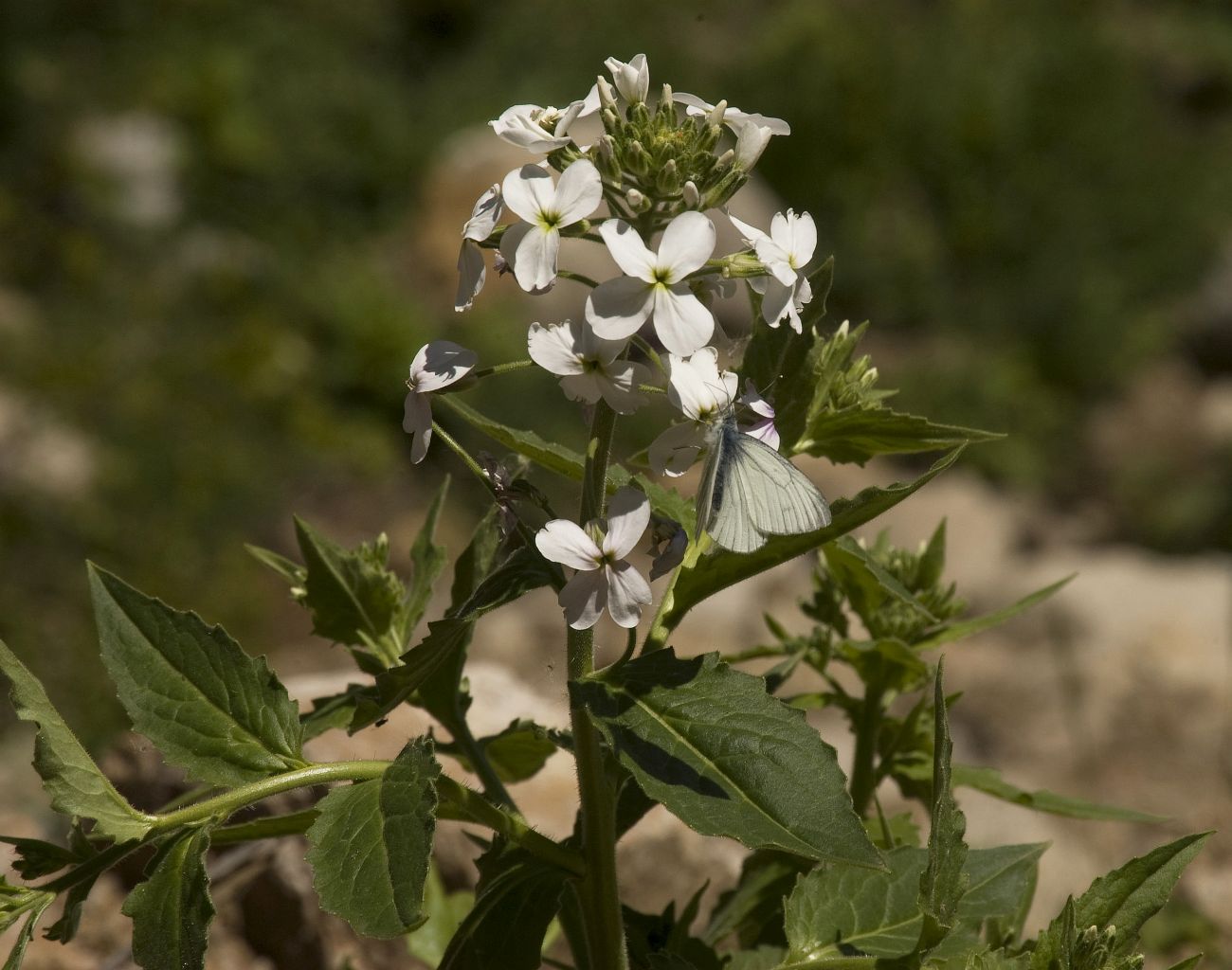 Image of Hesperis voronovii specimen.