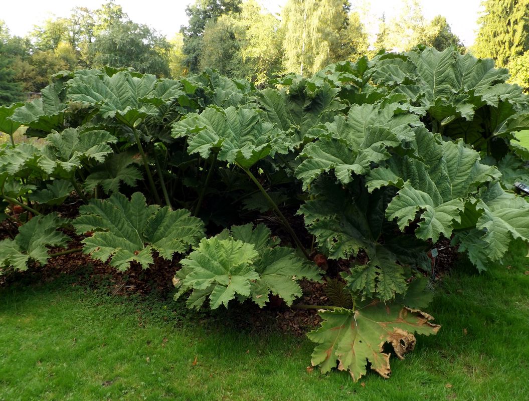 Изображение особи Gunnera tinctoria.