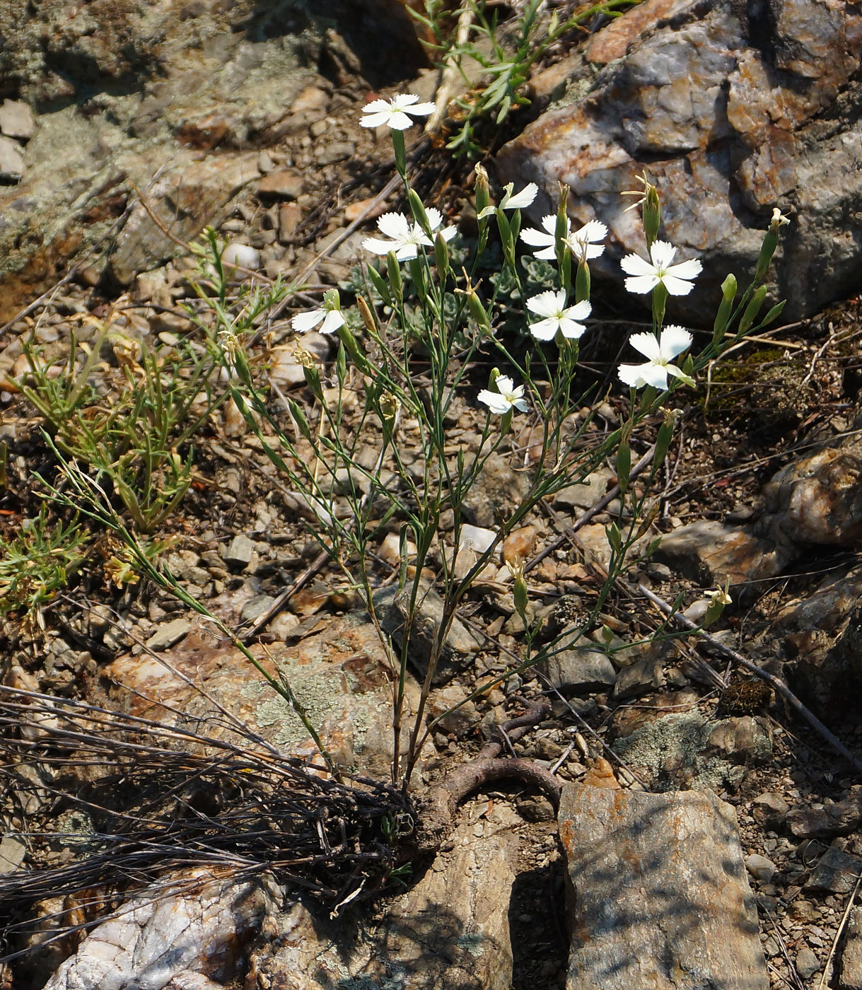 Image of Dianthus ramosissimus specimen.