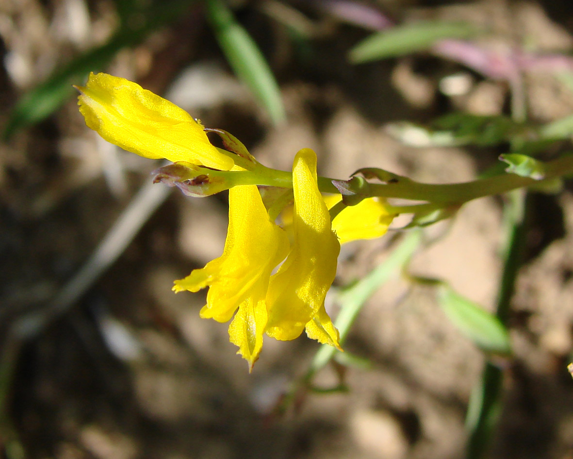 Image of Corydalis sibirica specimen.