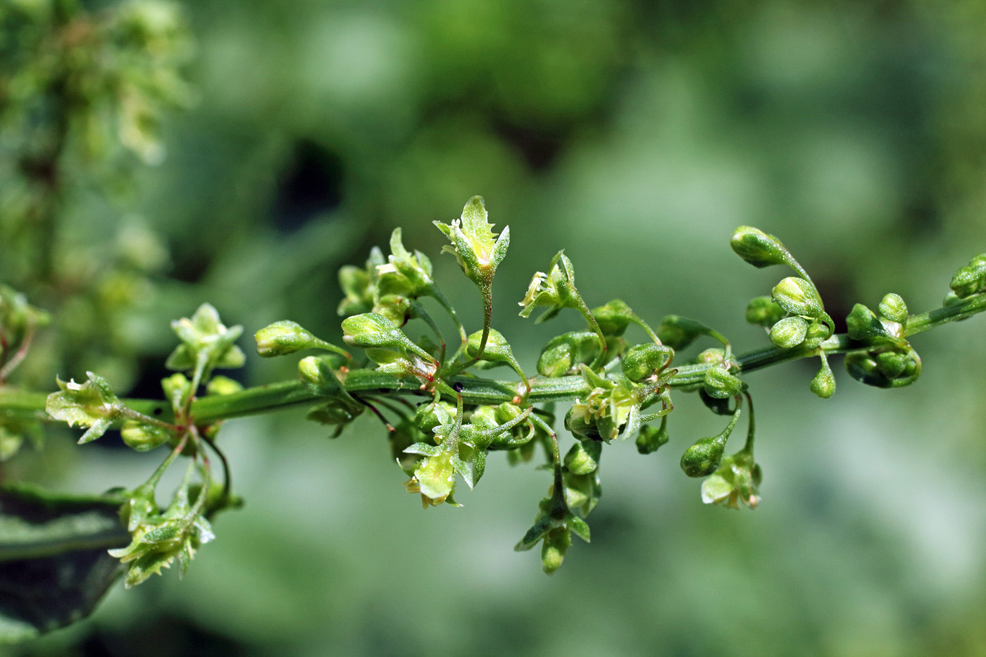 Изображение особи Rumex chalepensis.