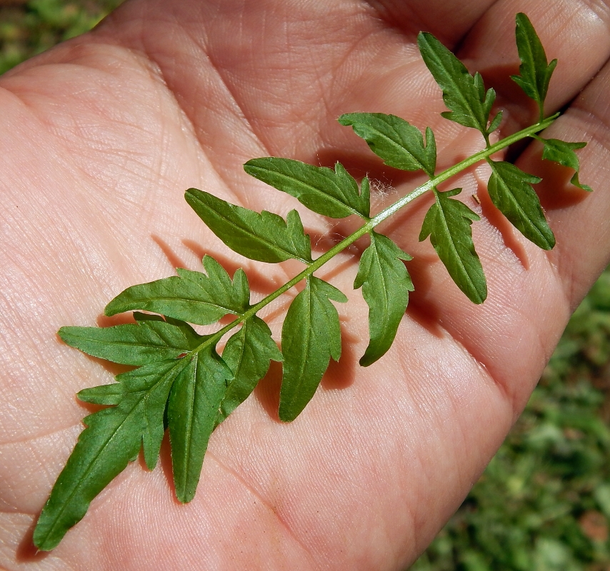 Изображение особи Cardamine impatiens.