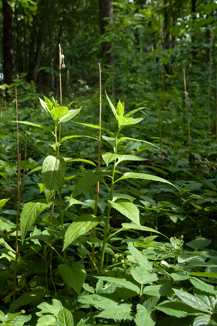 Image of Campanula latifolia specimen.