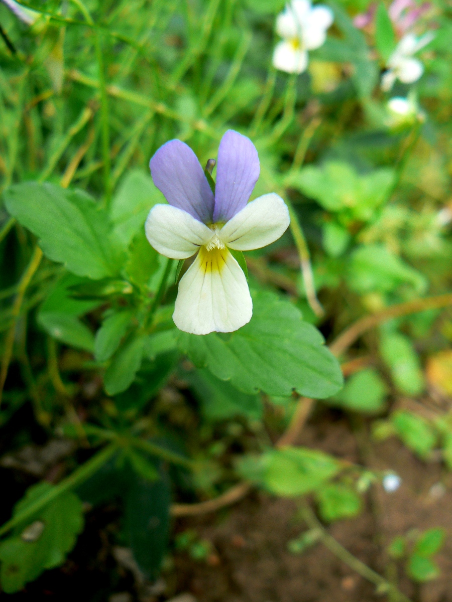 Image of Viola tricolor specimen.