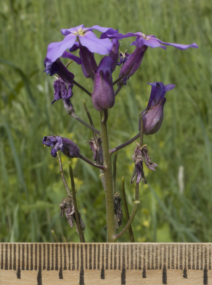 Image of Hesperis pycnotricha specimen.