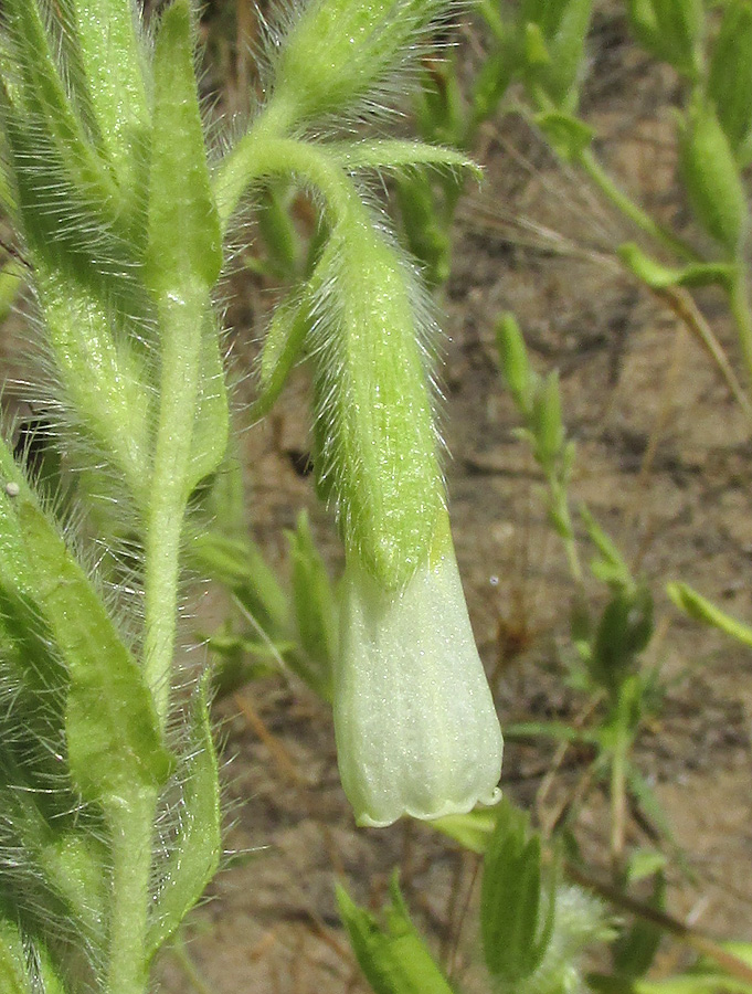 Image of Onosma setosa specimen.