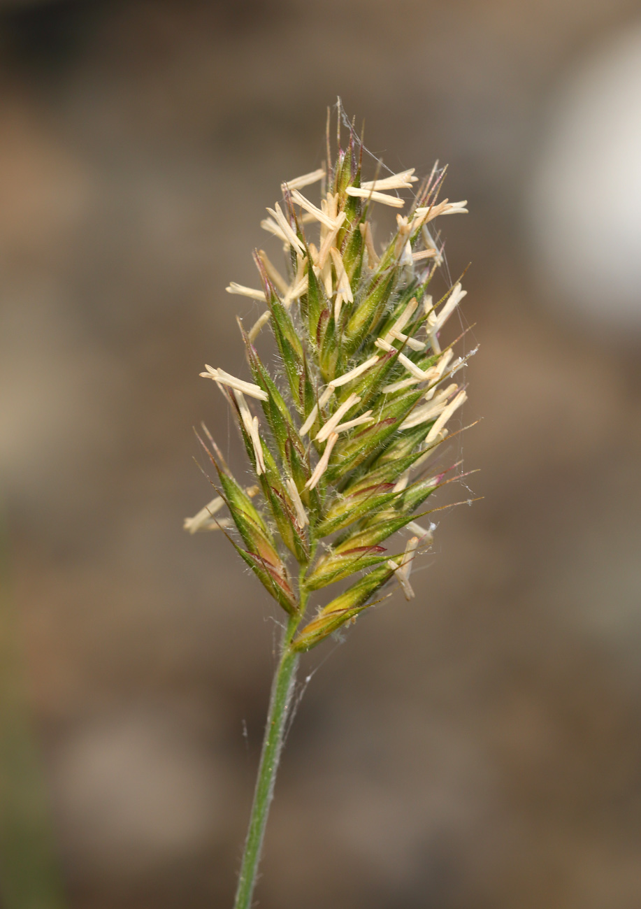 Изображение особи Agropyron cristatum.