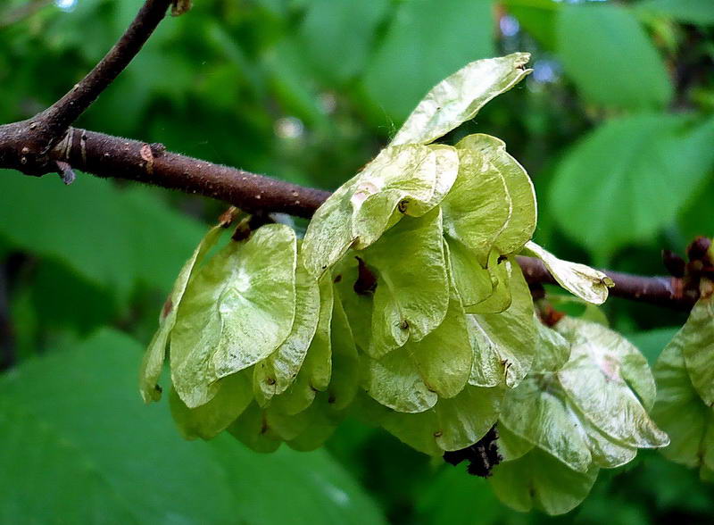 Изображение особи Ulmus glabra.
