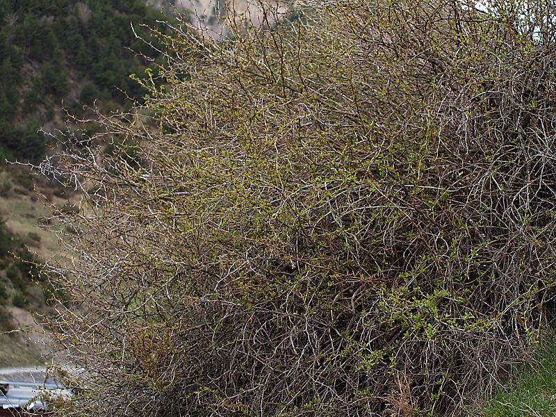 Image of Berberis vulgaris specimen.