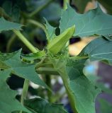 Datura stramonium