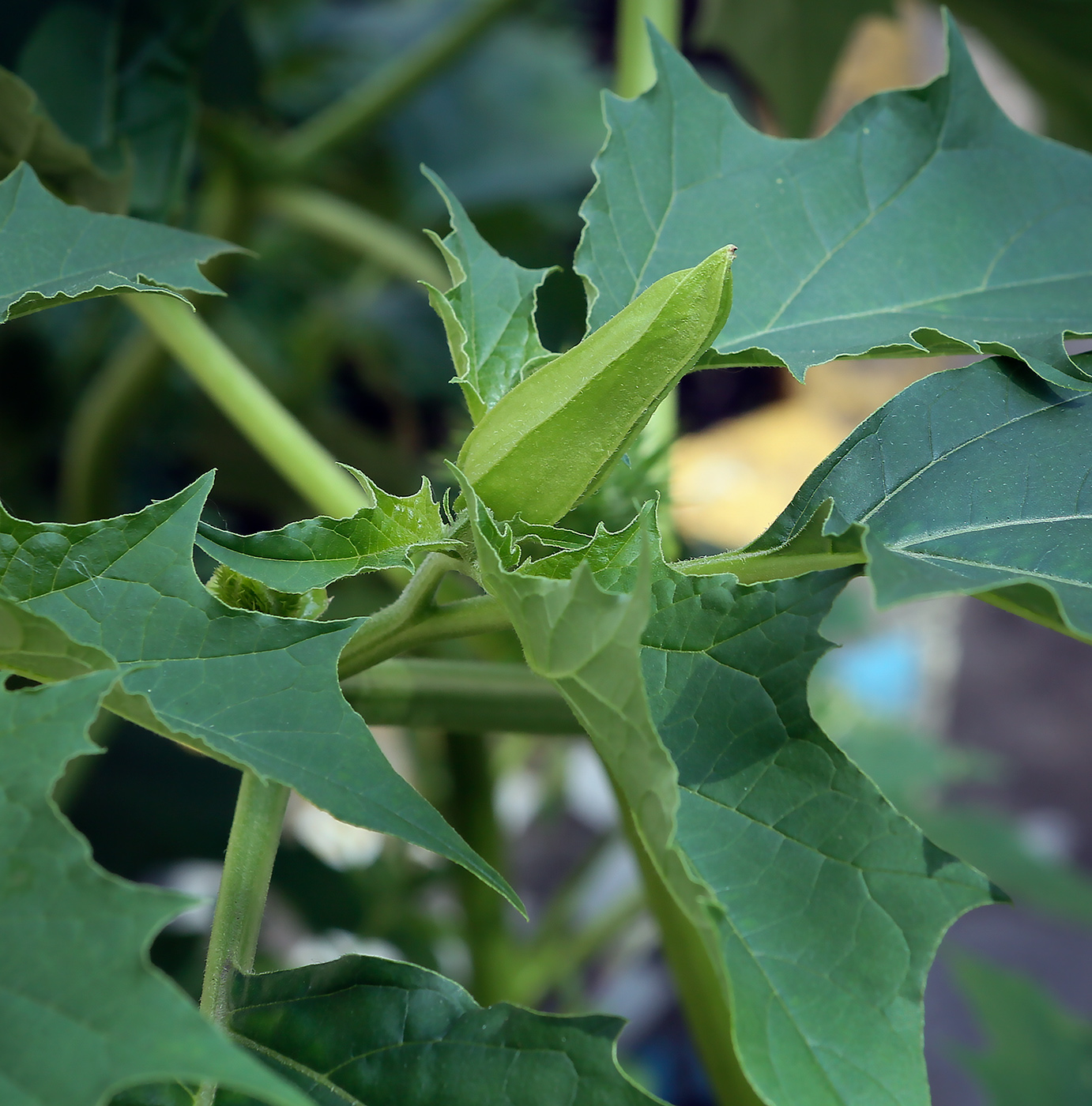 Image of Datura stramonium specimen.