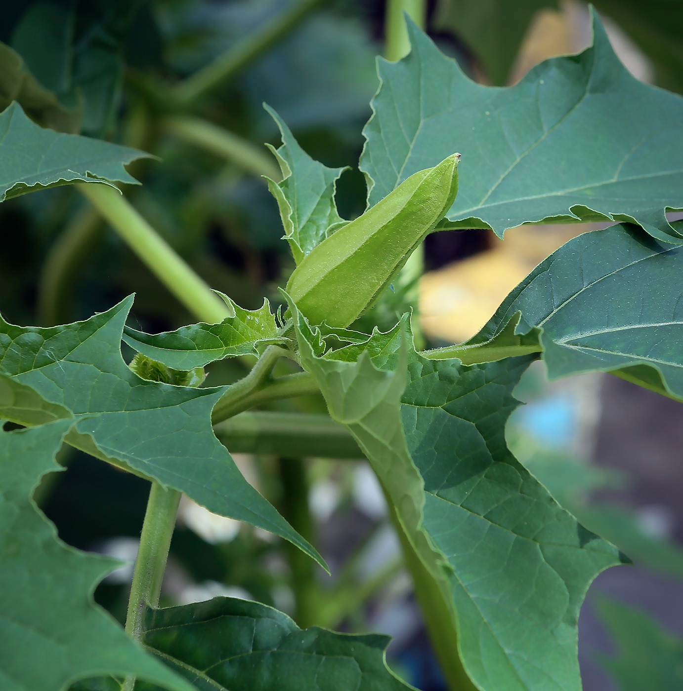 Изображение особи Datura stramonium.