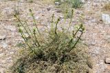 Ferulago trachycarpa. Бутонизирующее растение. Израиль, горный массив Хермон, ≈ 1400 м н.у.м. 07.07.2018.