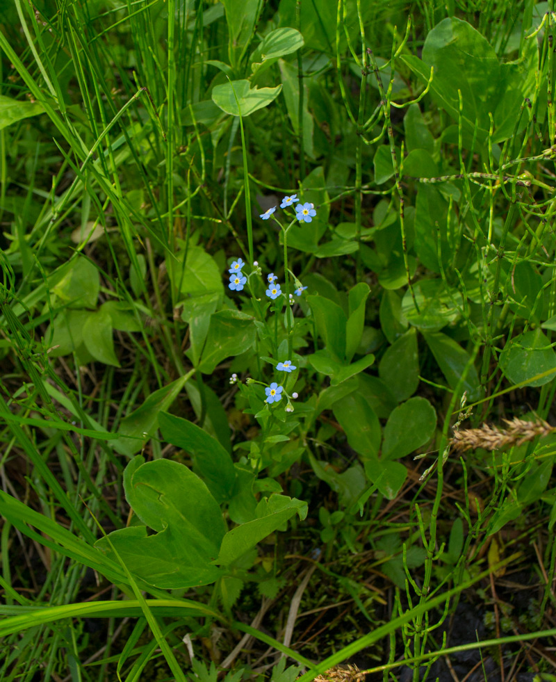 Изображение особи Myosotis palustris.