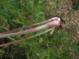 Geranium pratense. Нижняя часть стебля. Магаданская обл., окр. г. Магадан, ост. \"Аммональная\", отвал на антропогенном лугу, который используется для выпаса коров. 28.08.2018.