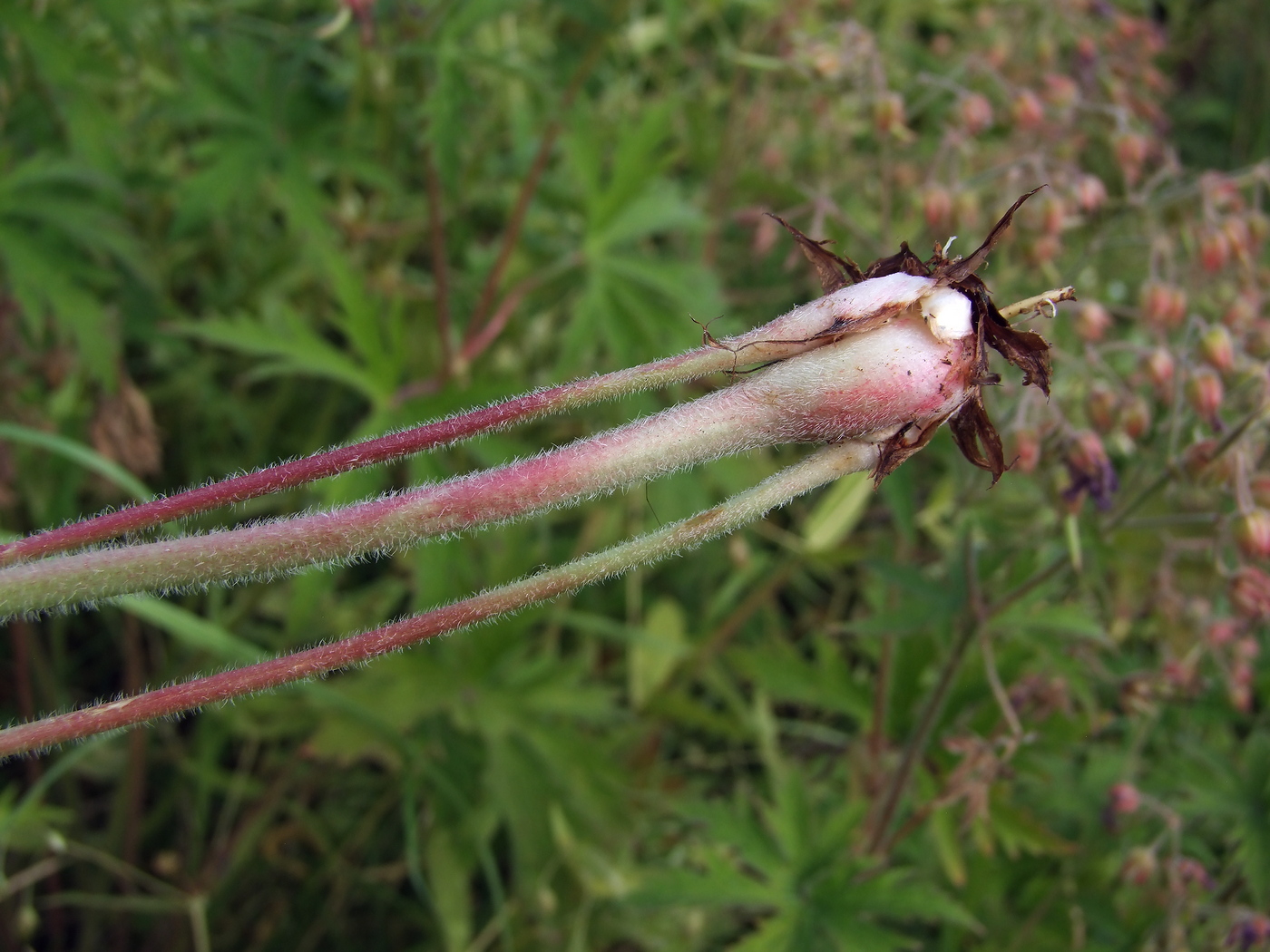 Image of Geranium pratense specimen.