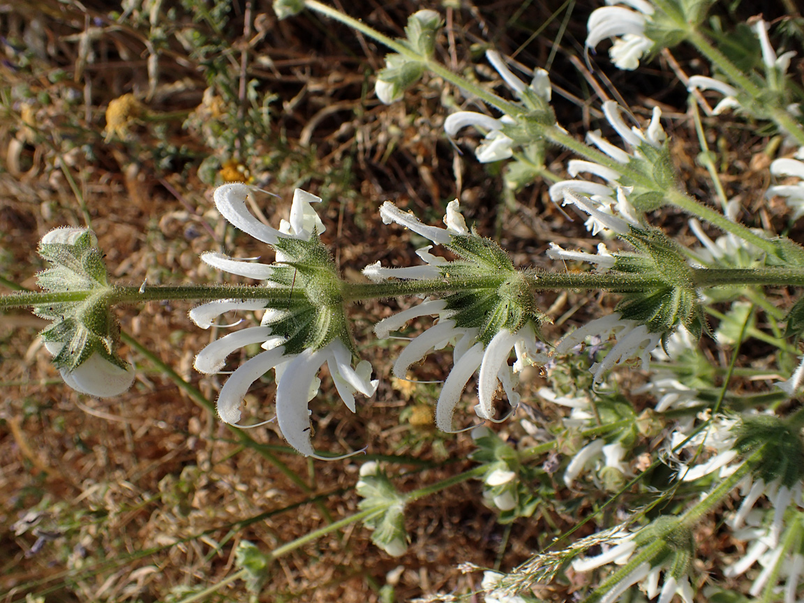 Изображение особи Salvia argentea.