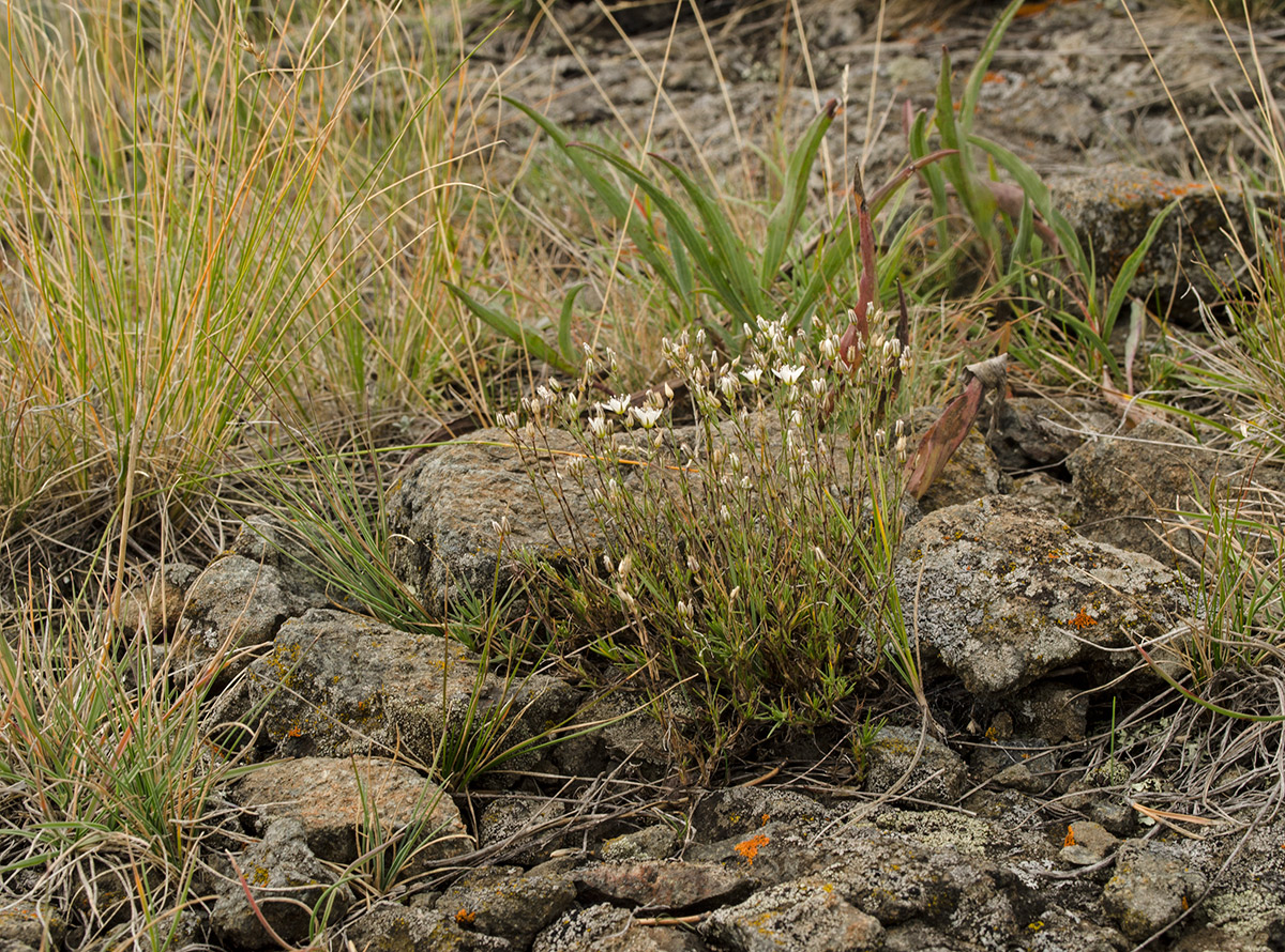 Image of Minuartia krascheninnikovii specimen.