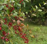 Berberis vulgaris. Ветви плодоносящего кустарника. Карачаево-Черкесия, Малокарачаевский р-н, Аликоновское ущелье. 10.09.2018.