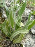 Echium vulgare