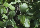 Sorbus takhtajanii