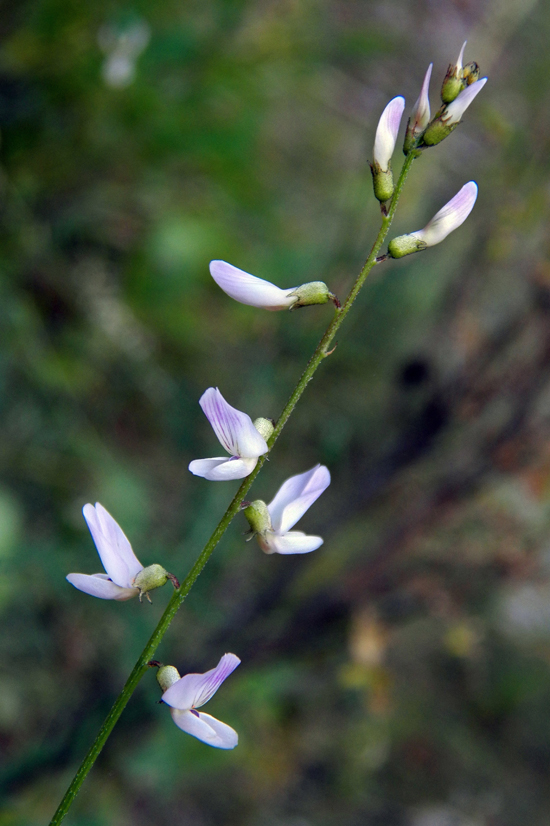 Image of familia Fabaceae specimen.