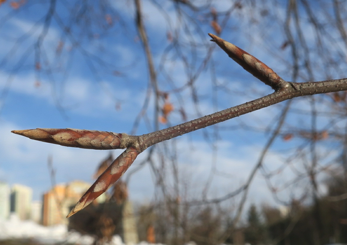 Image of Fagus sylvatica specimen.