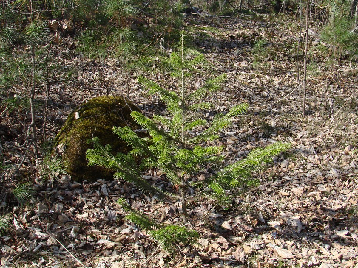 Изображение особи Abies sibirica.