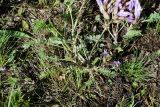 Astragalus megalanthus