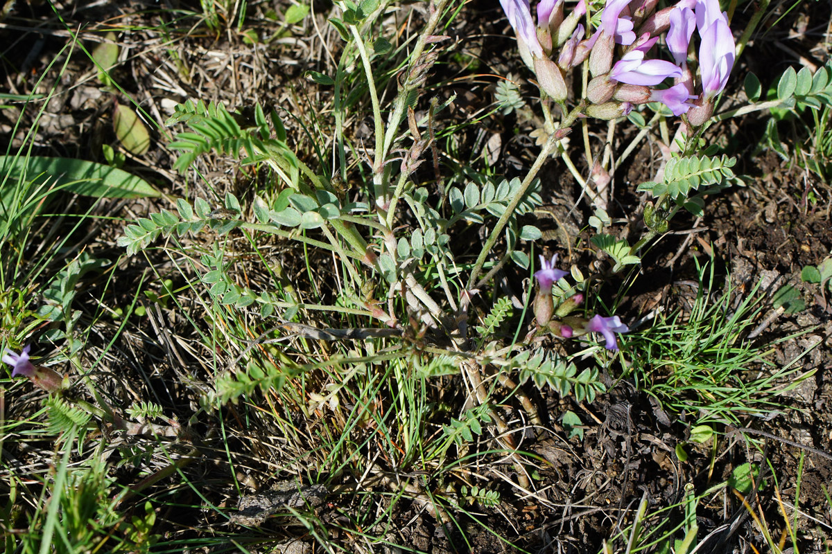 Image of Astragalus megalanthus specimen.