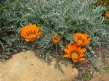 Gazania rigida