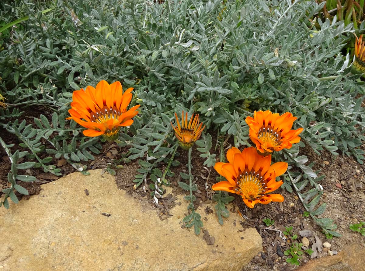 Image of Gazania rigida specimen.