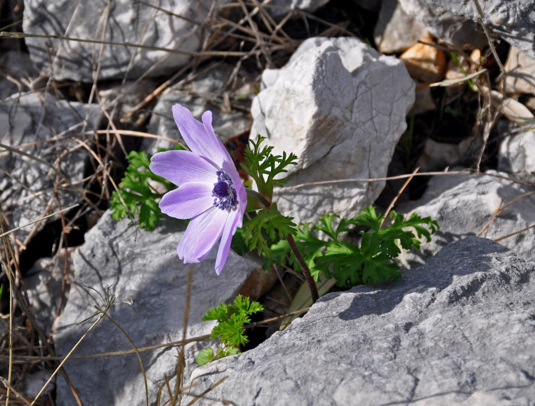 Изображение особи Anemone coronaria.