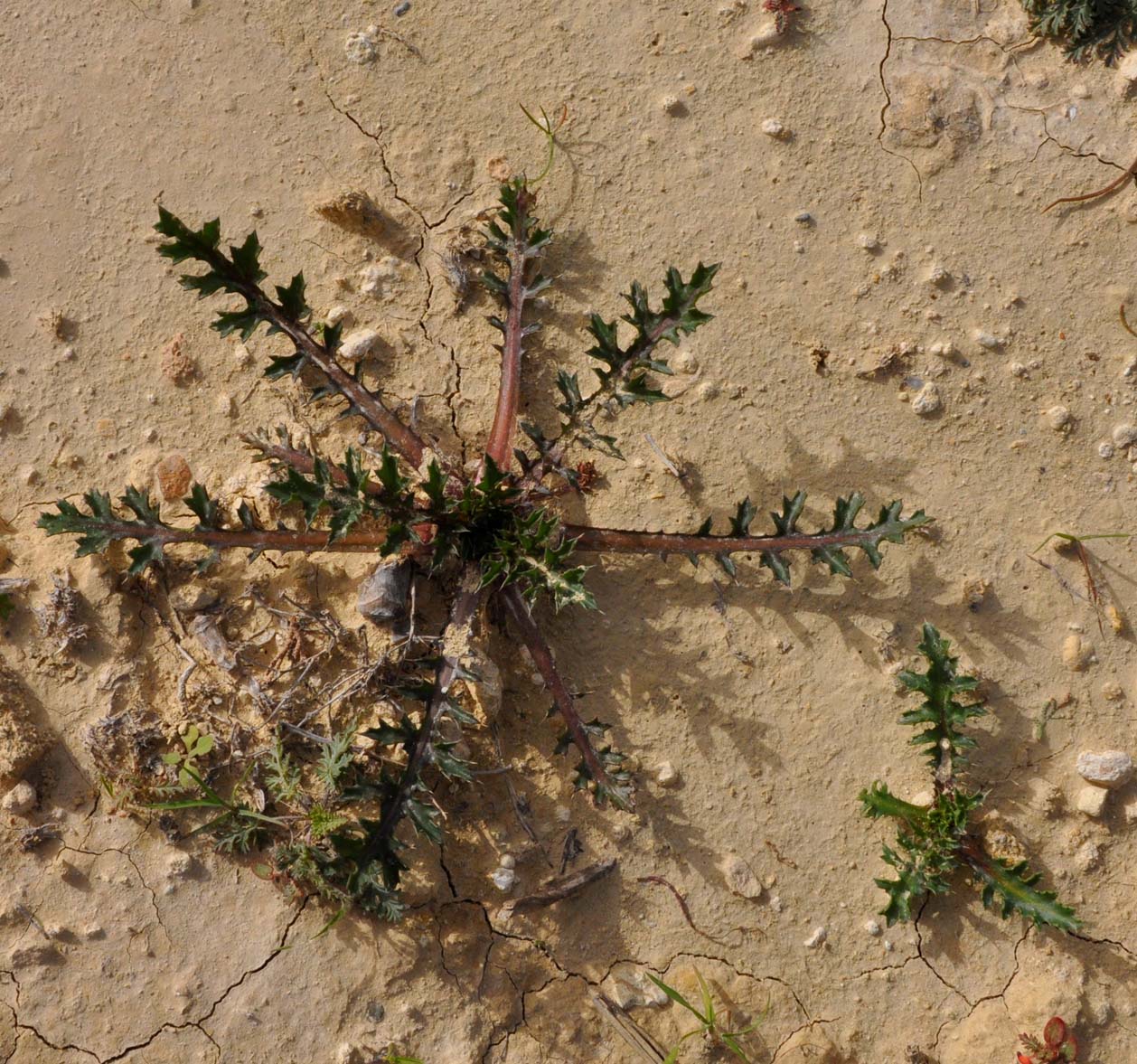 Image of Cardopatium corymbosum specimen.