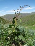 Phlomoides brachystegia