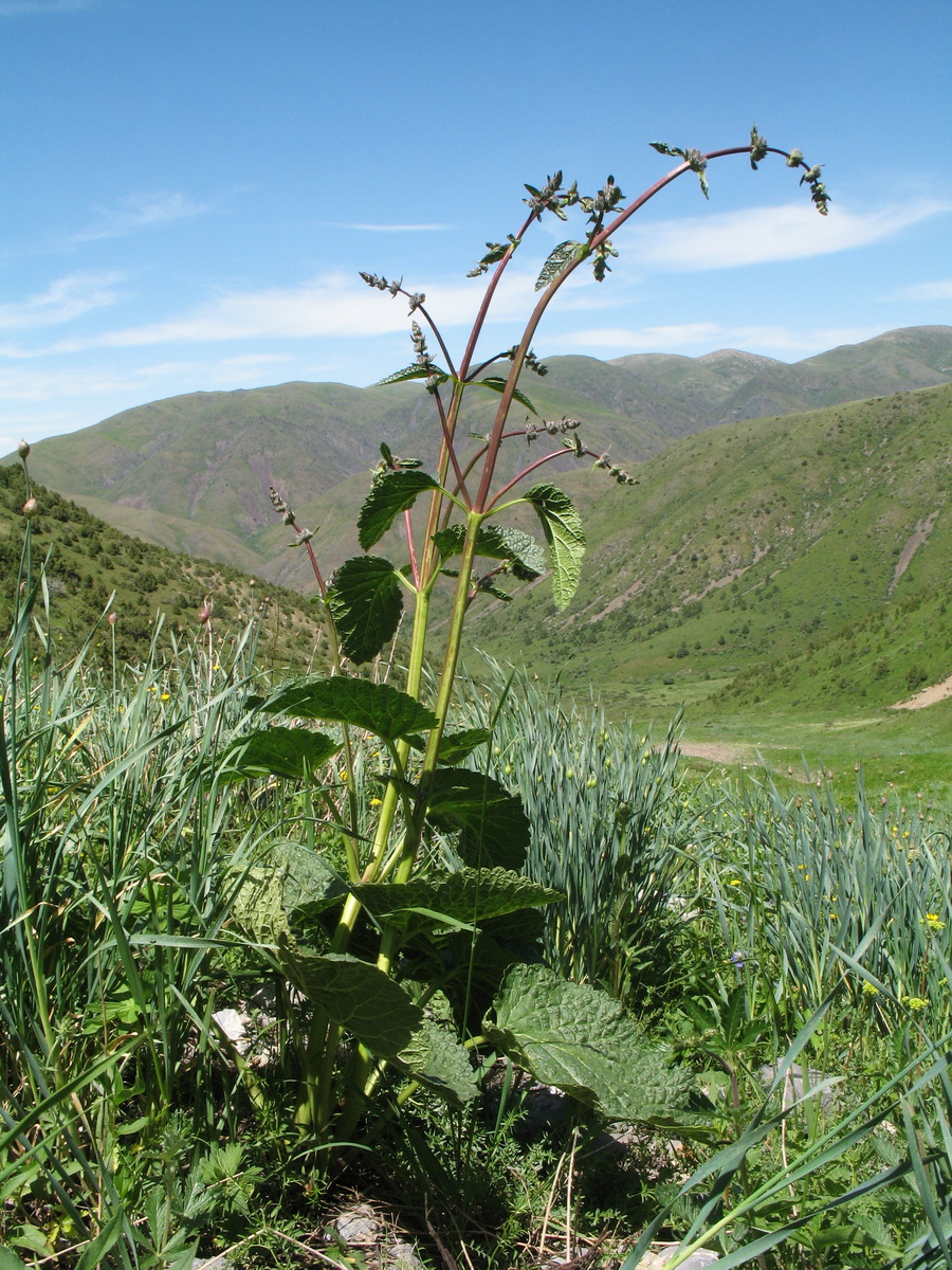 Изображение особи Phlomoides brachystegia.