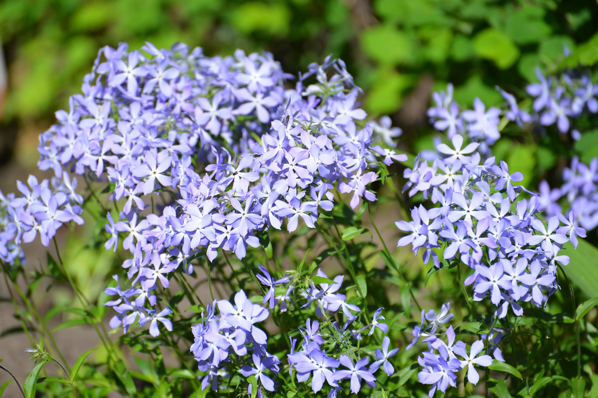 Изображение особи Phlox divaricata.