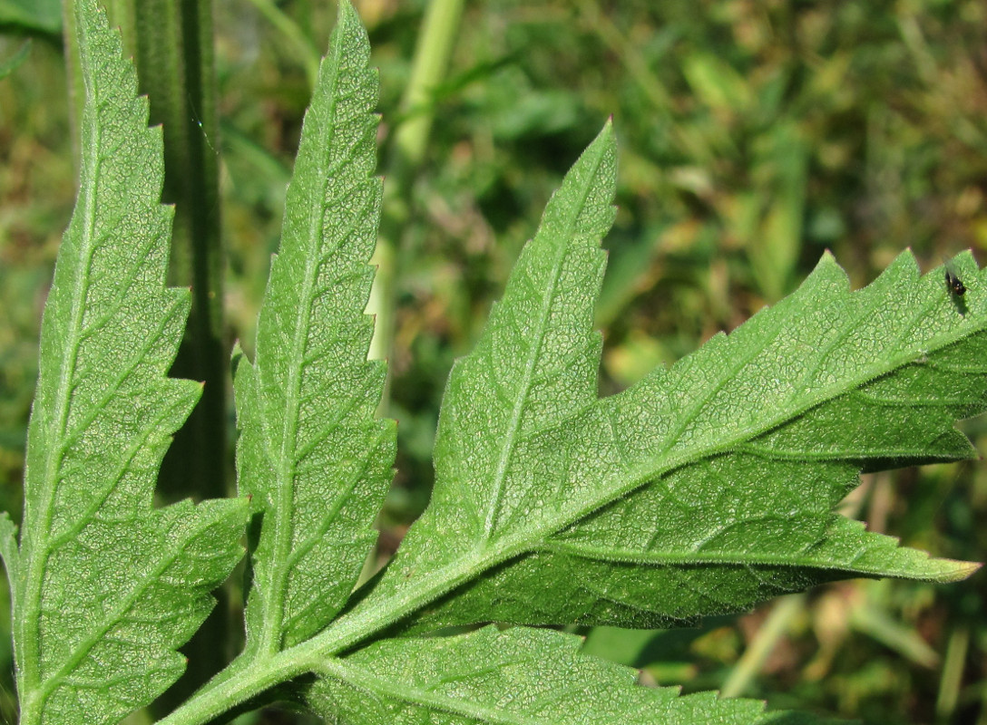 Изображение особи Pastinaca sylvestris.