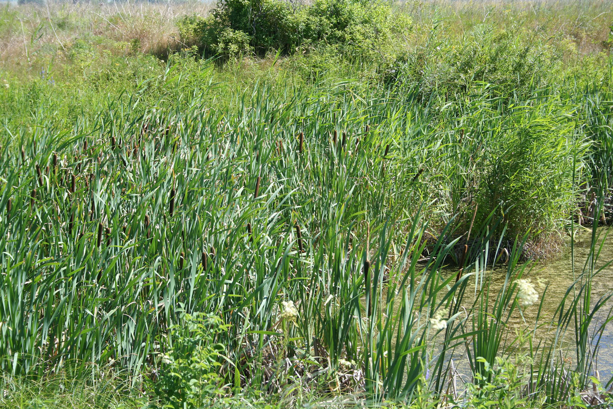 Изображение особи Typha latifolia.