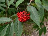 Sambucus sibirica. Верхушка побега с созревающими плодами. Красноярский край, окр. г. Красноярск, заповедник \"Столбы\", смешанный лес, обочина дороги. 13.08.2018.