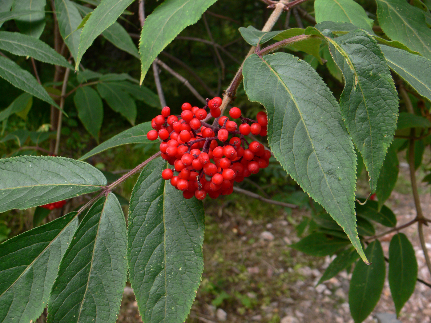 Image of Sambucus sibirica specimen.